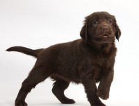 Labrador Retriever Chocolate